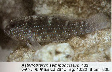 Asterropteryx semipunctatus